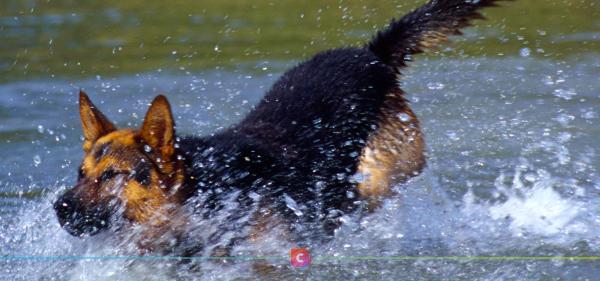 Un tournage dédié à la garde d'animaux de compagnie en approche